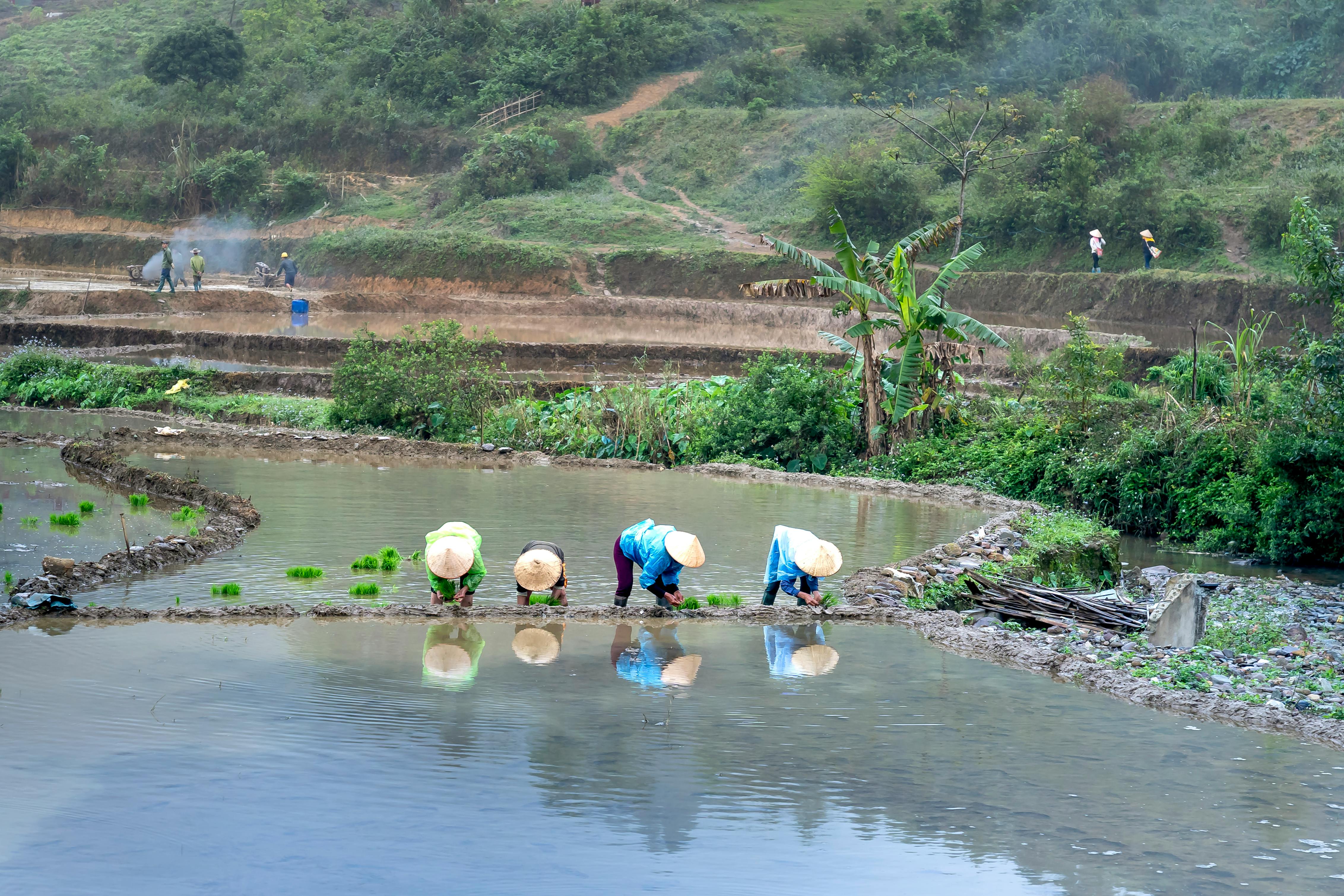 História do plantio
